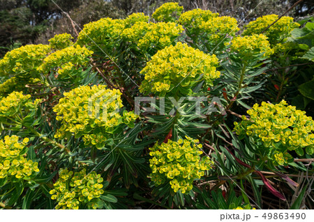 岩大戟 岩大戟 49863490