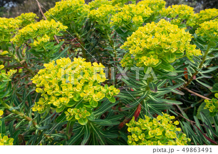 岩大戟 岩大戟 49863491