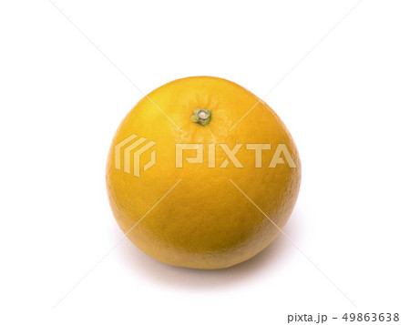 河内晩柑 49863638