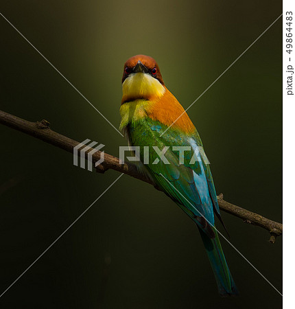 Chestnut-headed Bee-eater (Merops leschenaulti) on Chestnut-headed Bee-eater (Merops leschenaulti) on 49864483