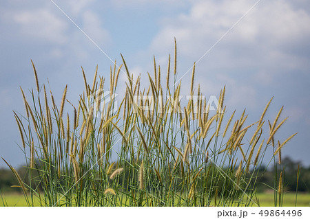 Pennisetum flower with blue sky background. Pennisetum flower with blue sky background. 49864496