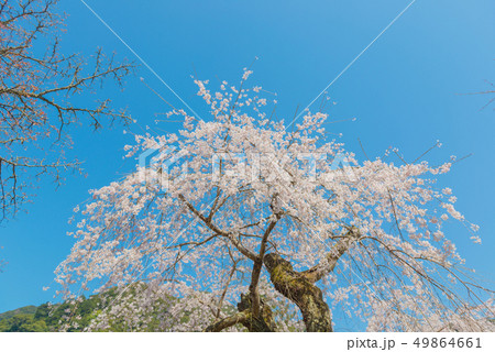 【奈良県】長谷寺の枝垂れ桜 【奈良県】長谷寺の枝垂れ桜 49864661
