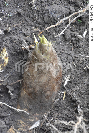 竹藪からの筍の収穫 49864935