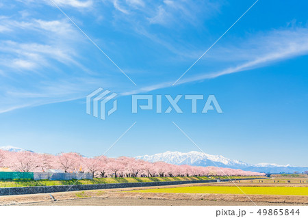 日本の春　富山県 舟川べり桜並木 49865844