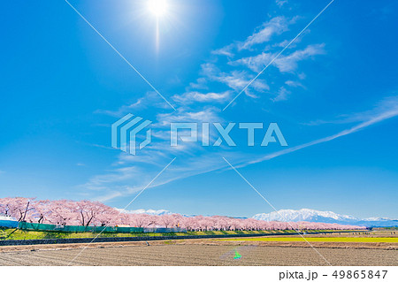 日本の春　富山県 舟川べり桜並木 49865847