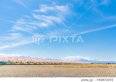 日本の春　富山県 舟川べり桜並木 49865849