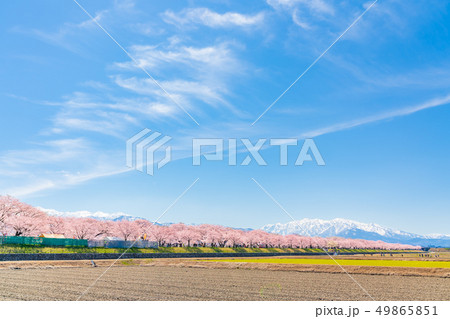 日本の春　富山県 舟川べり桜並木 49865851