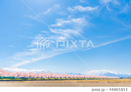 日本の春　富山県 舟川べり桜並木 49865853
