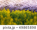 桜と菜の花畑 桜と菜の花畑 49865898