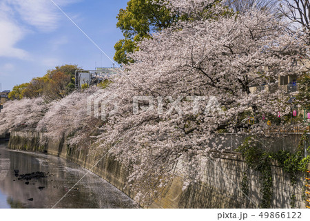 神田川桜並木の風景 49866122