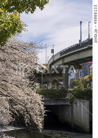 神田川の桜並木と首都高速道路 神田川の桜並木と首都高速道路 49866133