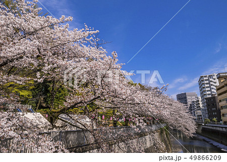 青空と満開の桜 神田川桜並木の風景 青空と満開の桜 神田川桜並木の風景 49866209