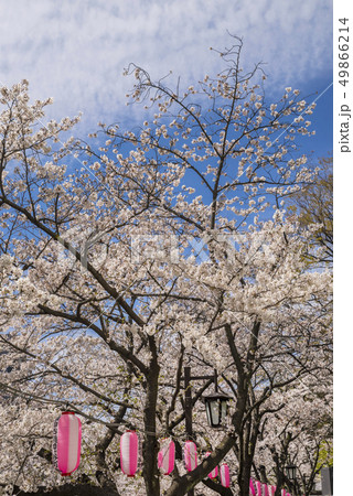 神田川桜並木の風景 49866214