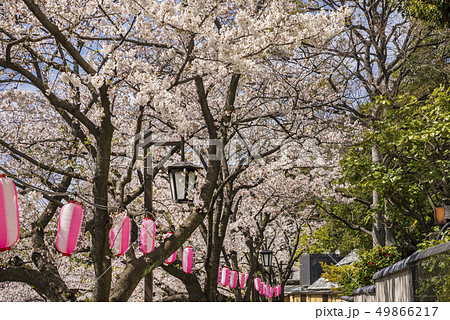 神田川桜並木の風景 神田川桜並木の風景 49866217