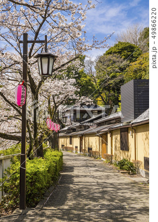 神田川桜並木の風景 神田川桜並木の風景 49866220
