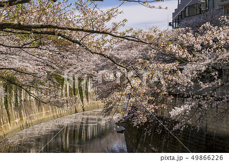 神田川桜並木の風景の写真素材