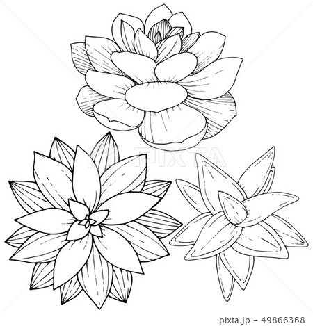 Vector Succulents floral botanical flower. Black and white engraved ink art. Isolated succulents 49866368