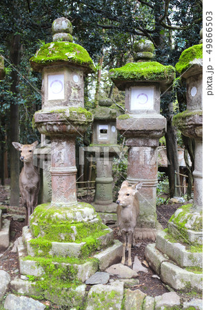 Cute deer and stone lanterns at Kasuga Grand 49866503