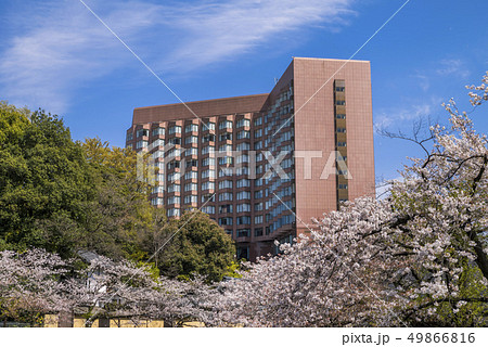 神田川桜並木と椿山荘の風景 49866816