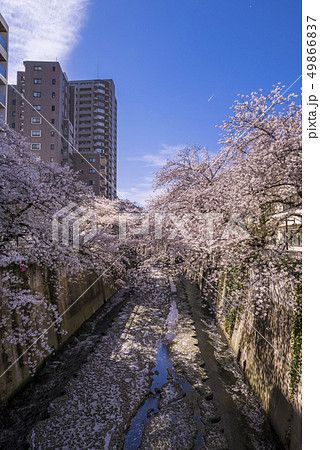 神田川 西早稲田の桜並木 神田川 西早稲田の桜並木 49866837