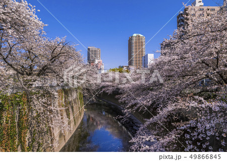 神田川 西早稲田の桜並木 49866845