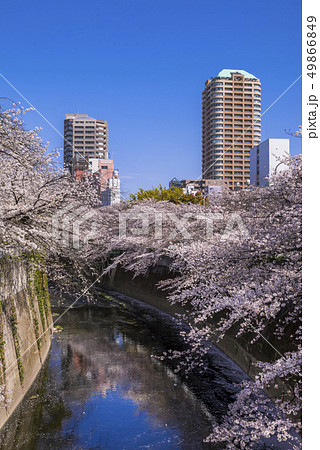 神田川 西早稲田の桜並木 神田川 西早稲田の桜並木 49866849