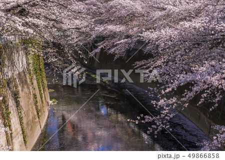 神田川 西早稲田の桜並木 神田川 西早稲田の桜並木 49866858