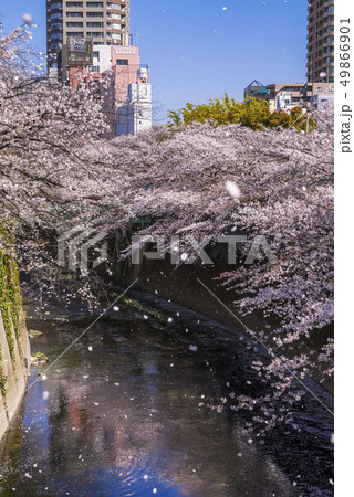 神田川に舞い散る花吹雪 49866901