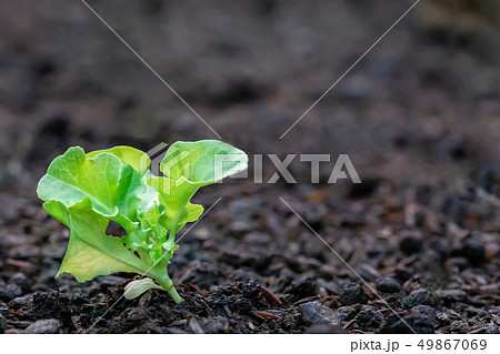 Seedling of salad vegetables 49867069