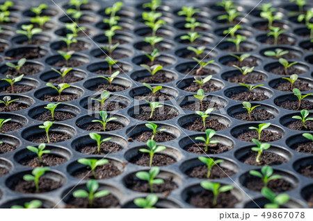 Seedlings are in the nursery tray 49867078