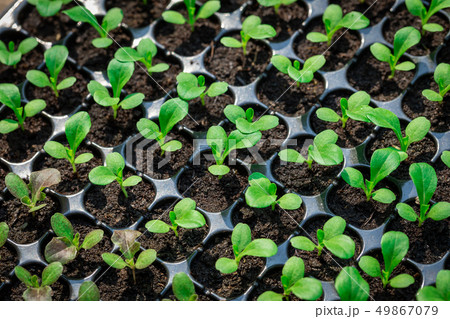 Seedlings are in the nursery tray 49867079