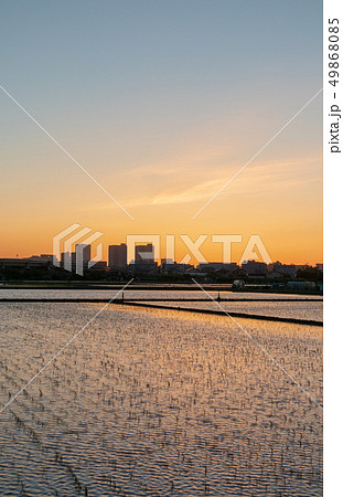 見沼田んぼ 日没後の田んぼの美しい夕景 見沼田んぼ 日没後の田んぼの美しい夕景 49868085