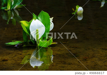 水芭蕉 49868817