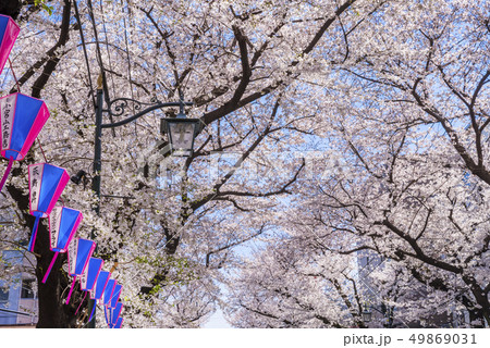桜が満開に咲く桜通りの風景 49869031