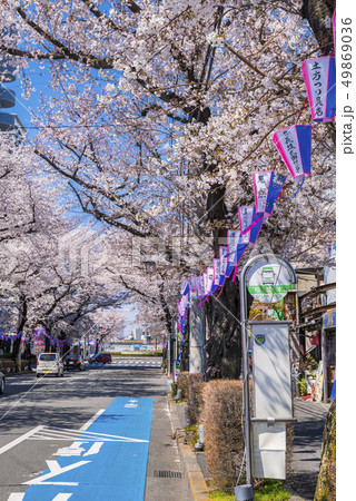 桜が満開に咲く桜通りの風景 49869036