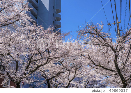 桜が満開に咲く桜通りの風景 桜が満開に咲く桜通りの風景 49869037
