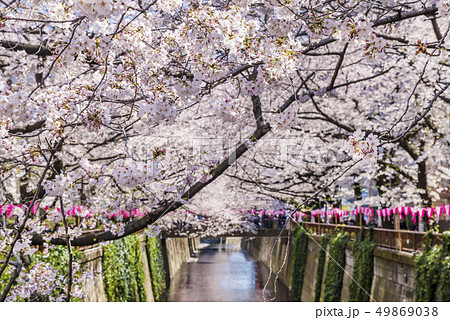 桜が満開に咲く目黒川の風景 49869038