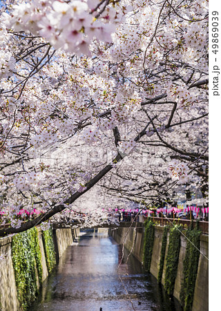 桜が満開に咲く目黒川の風景 桜が満開に咲く目黒川の風景 49869039