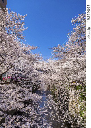桜が満開に咲く目黒川の風景 49869043