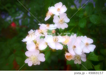 バラの咲き誇る庭園 49869157