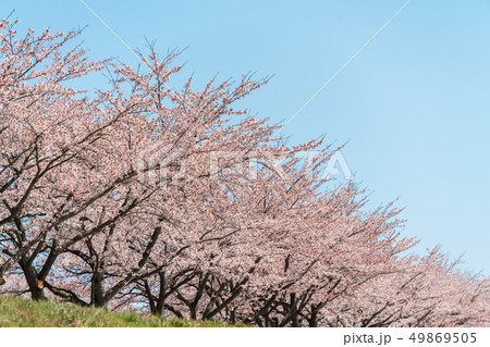 青空と一目千本桜　宮城大河原 49869505
