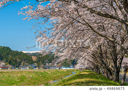 高倉川の桜　宮城角田 49869675