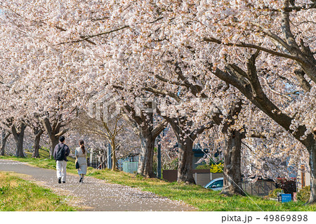 一目千本桜と男女　宮城柴田 49869898