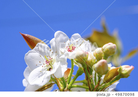 梨の花 ナシの花 なしの花 の写真素材