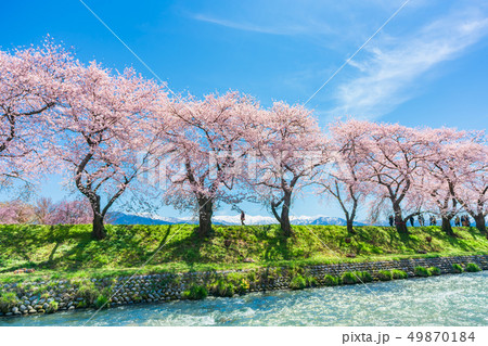 日本の春　富山県 舟川べり 清流沿いの桜並木 49870184