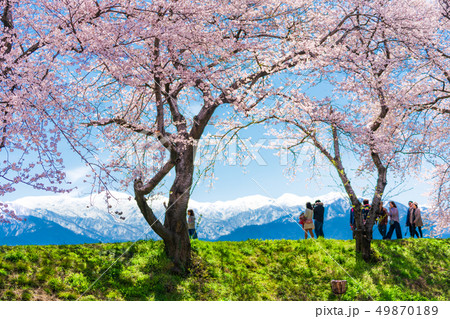日本の春　富山県 舟川べり 清流沿いの桜並木 49870189