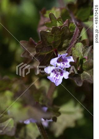 カキドオシ 49870426