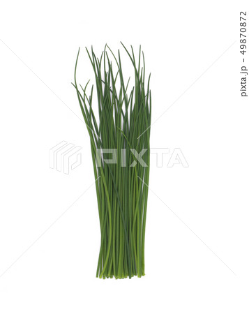ハーブ　チャイブ 49870872