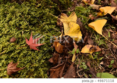 落ち葉 紅葉 秋 落ち葉 紅葉 秋 49871118