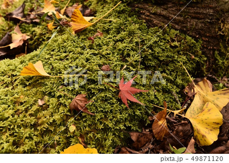 落ち葉 紅葉 秋 落ち葉 紅葉 秋 49871120